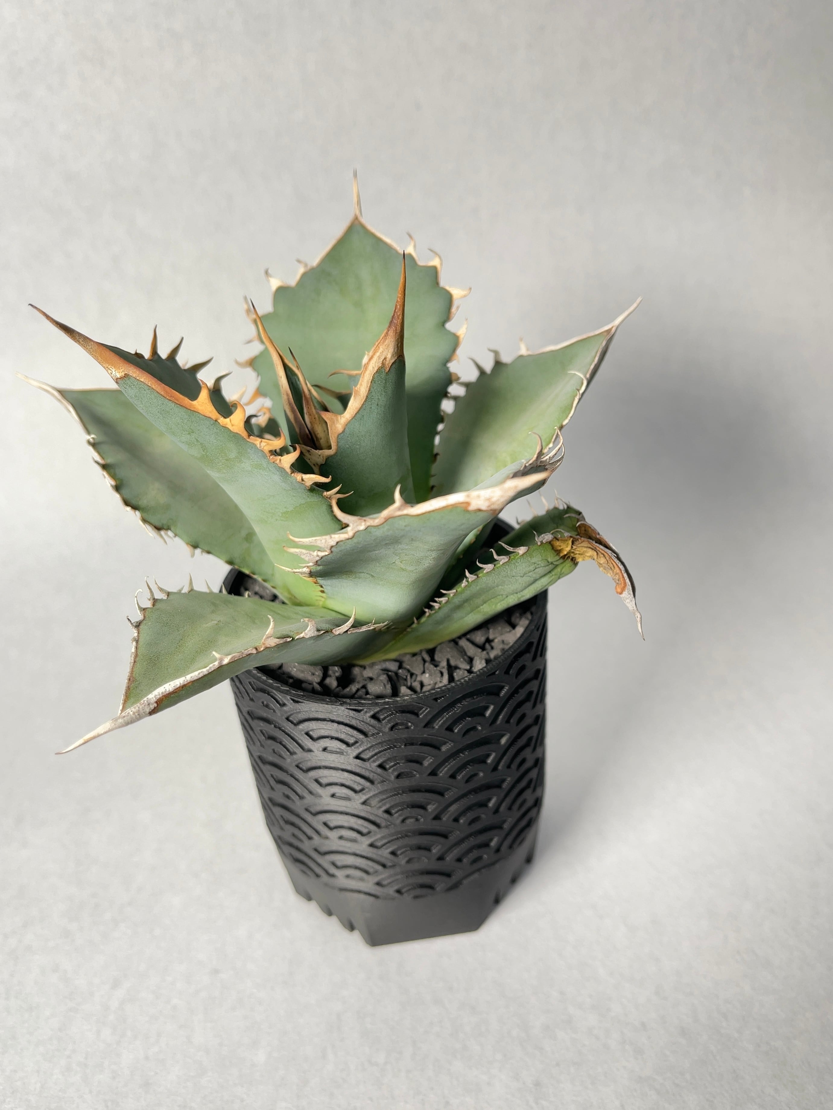 アガベ パラサナ×イシスメンシス パライシ セレクトタイプ 子株付き