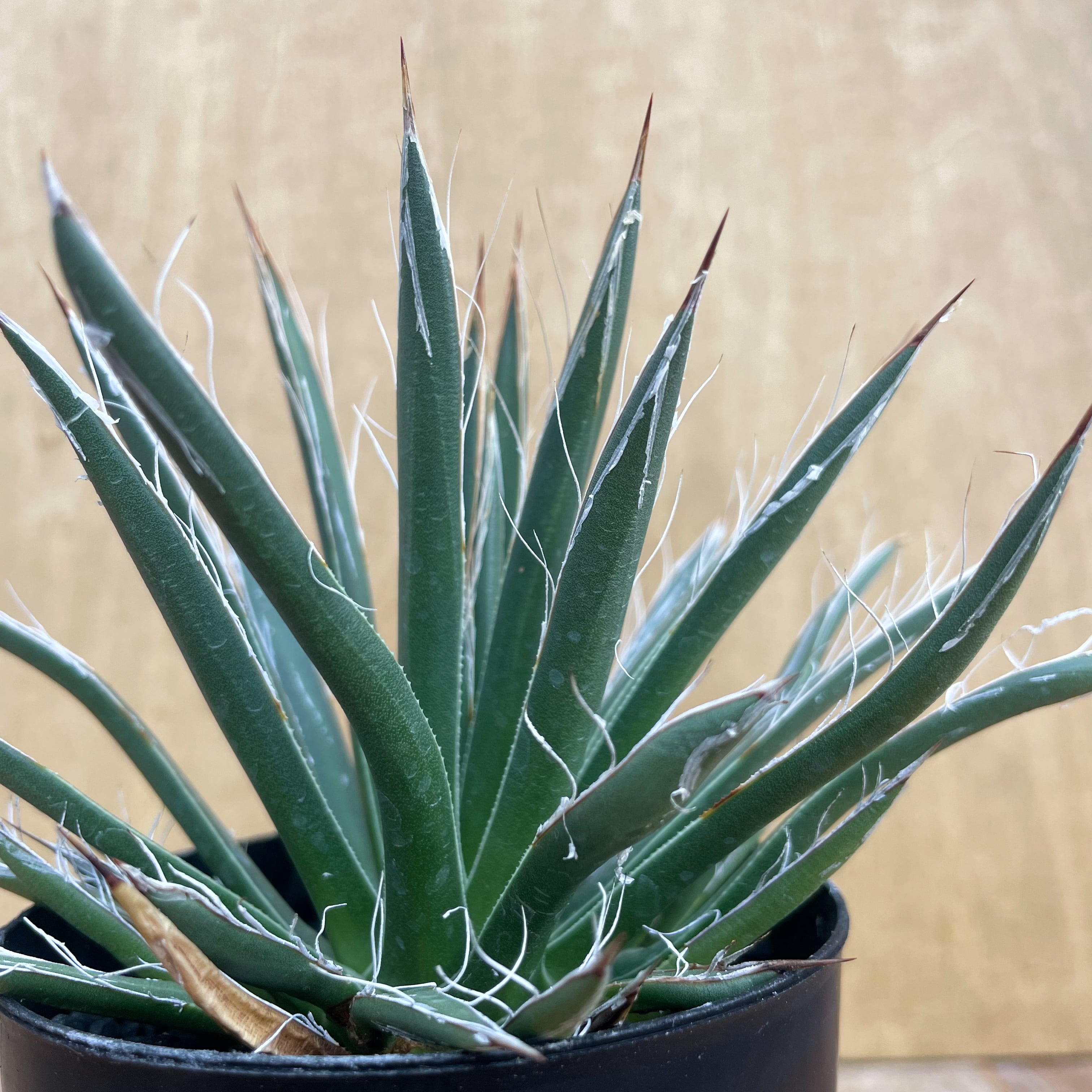 アガベ樹氷 Agave parviflora ssp. flexiflora 特選 送料込 輸入
