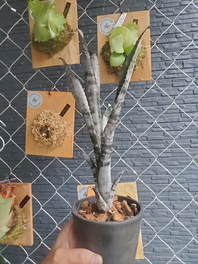 Aechmea chantinii 'Black Zombie' 【artPLANTs】エクメア/タンクブロメリア