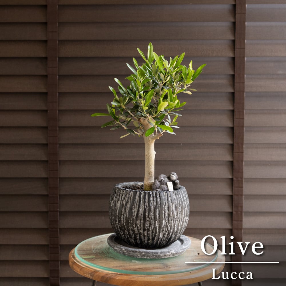 創樹 Olive オリーブの木 盆栽 SOUJU Picual ピクアル オリーブ 8号