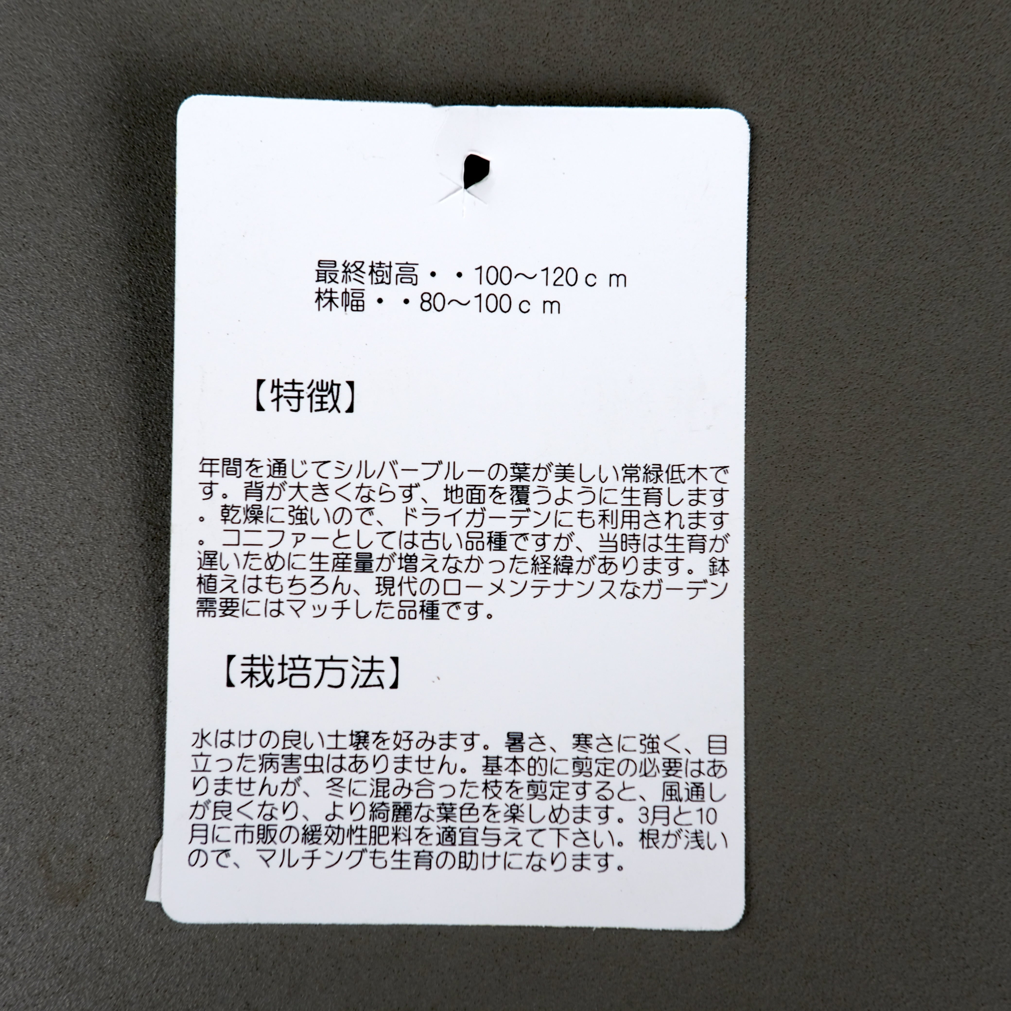 スギ《 グロボーサ ナナ 》6号鉢 | グリーンギャラリーガーデンズ