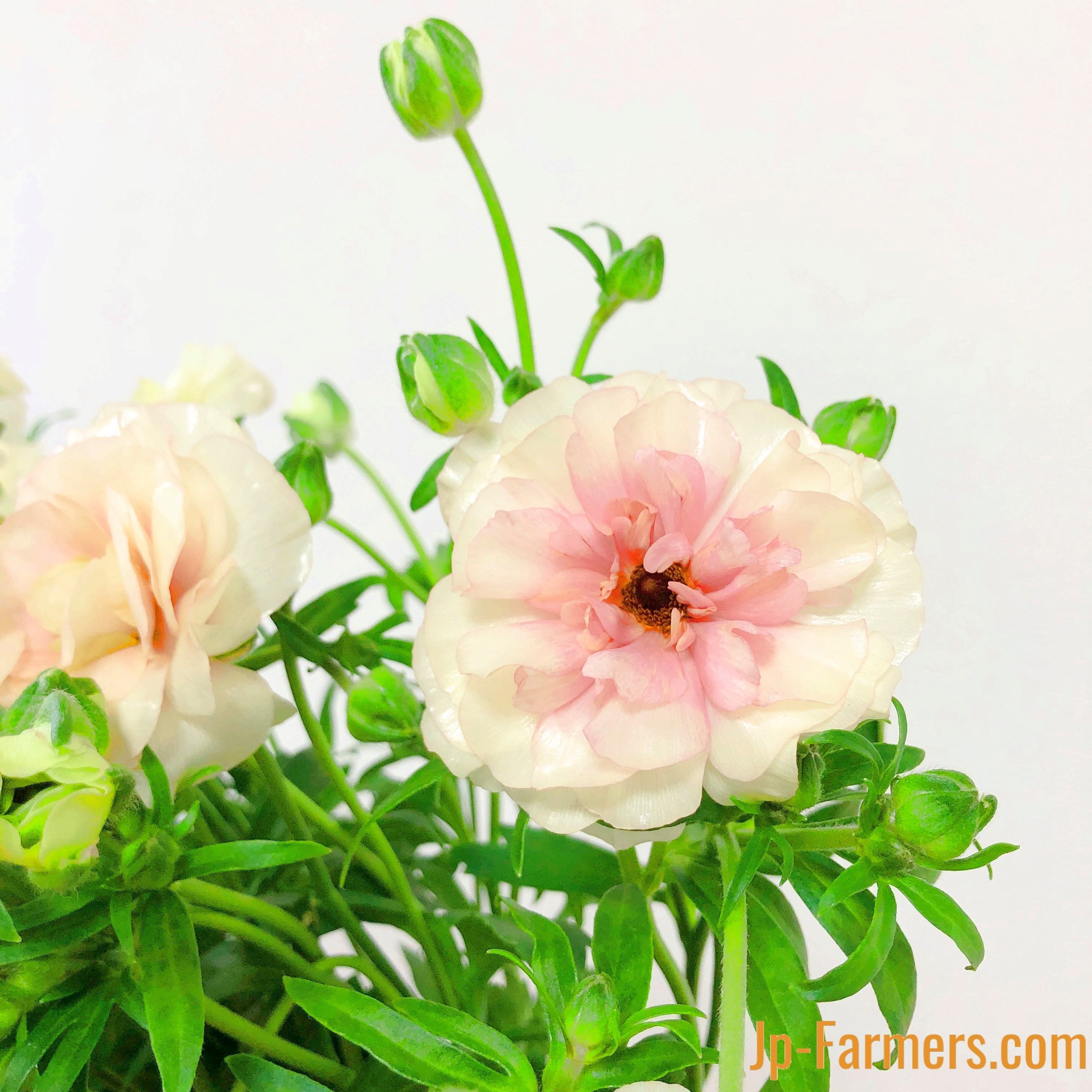 ラナンキュラス 『ラックス アリアドネ』10本 | 新鮮お花問屋 Jp