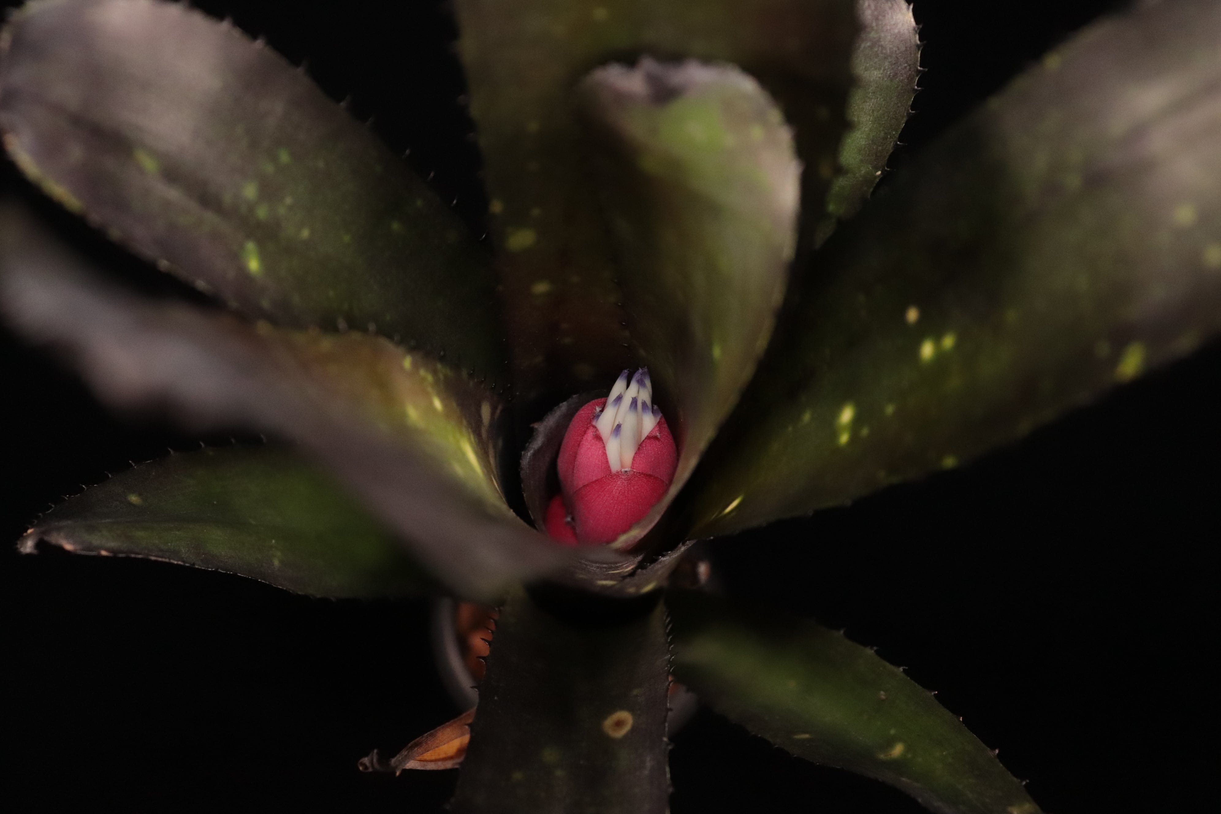 reserved】Billbergia 'Dark Prince'〔ビルベルギア〕現品発送B0276
