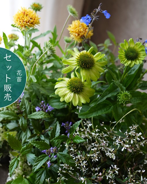 夏に強く花期が長い【花苗セット】爽やかグリーンのエキナセアと茉莉花などの花苗セット