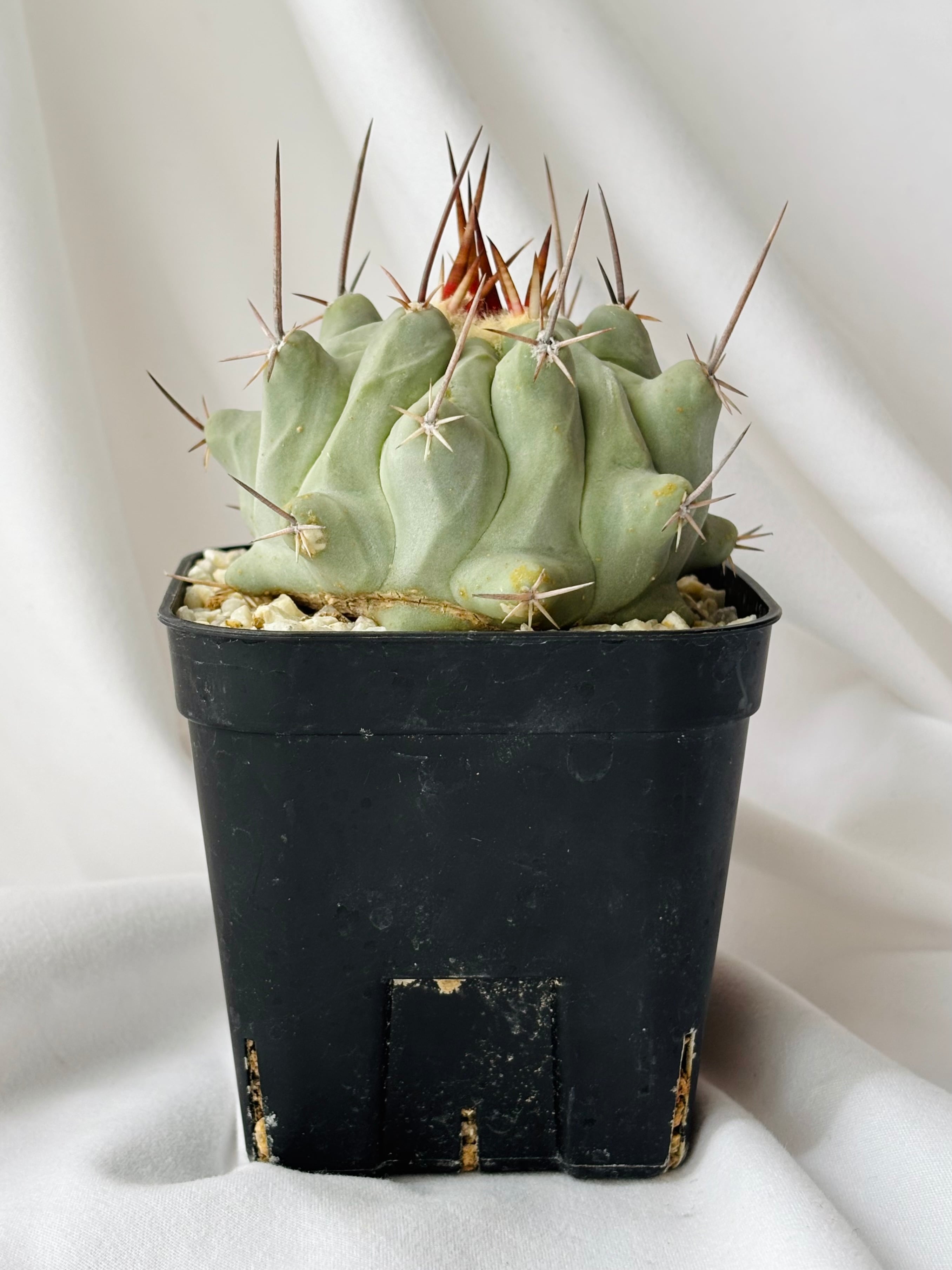 Thelocactus nidulans テロカクタス 鶴巣丸 サボテン | plants MARU