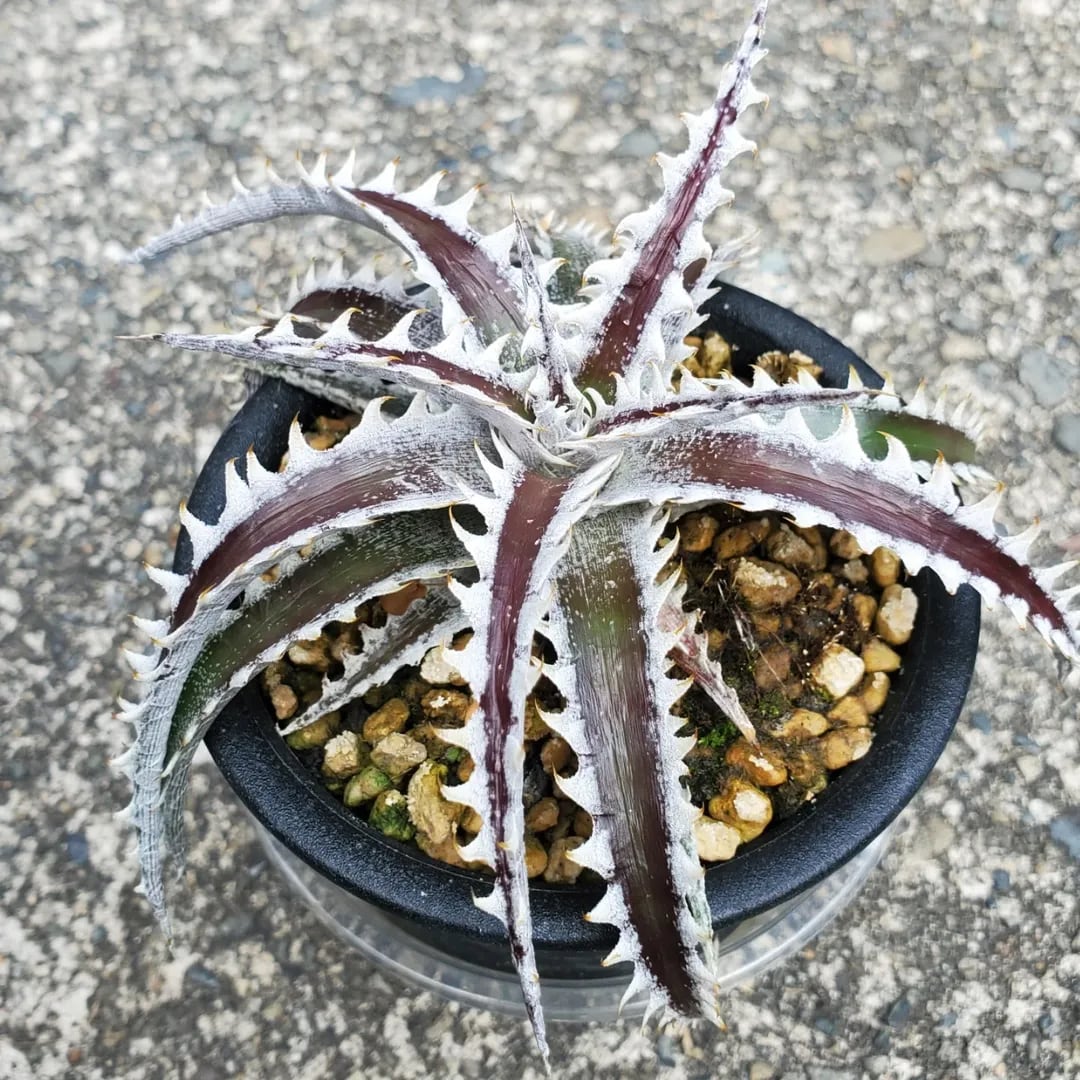 F00462_【SF02】Dyckia 'Samurai' x 'Fat Boy' (Otto Hybrid