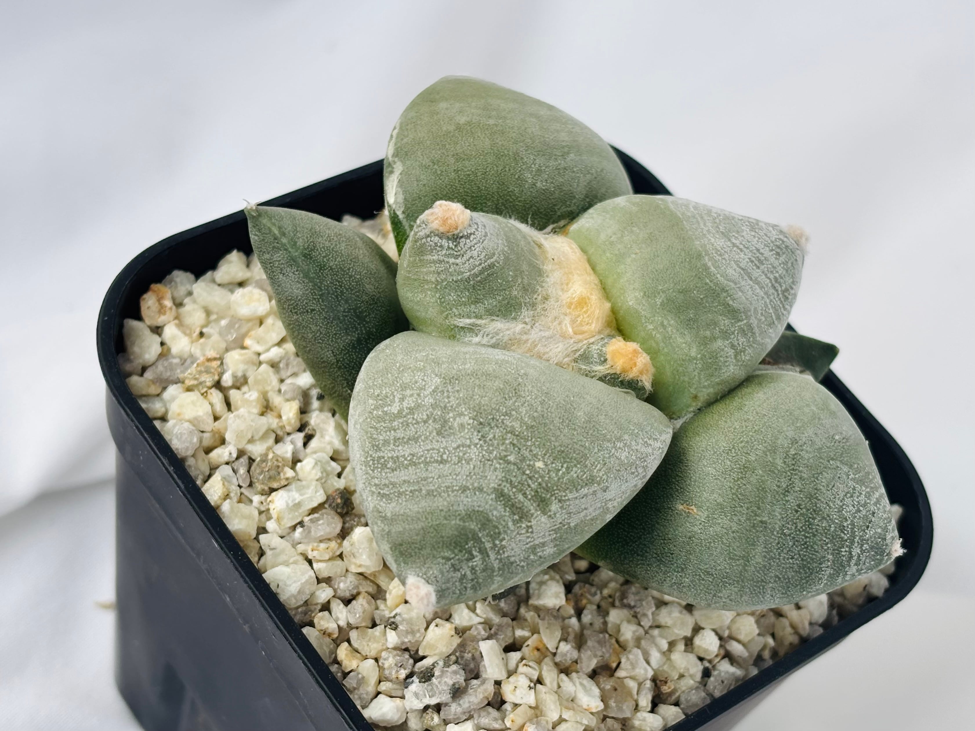 Ariocarpus furfuraceus f. アリオカルプス 大疣青磁牡丹 サボテン