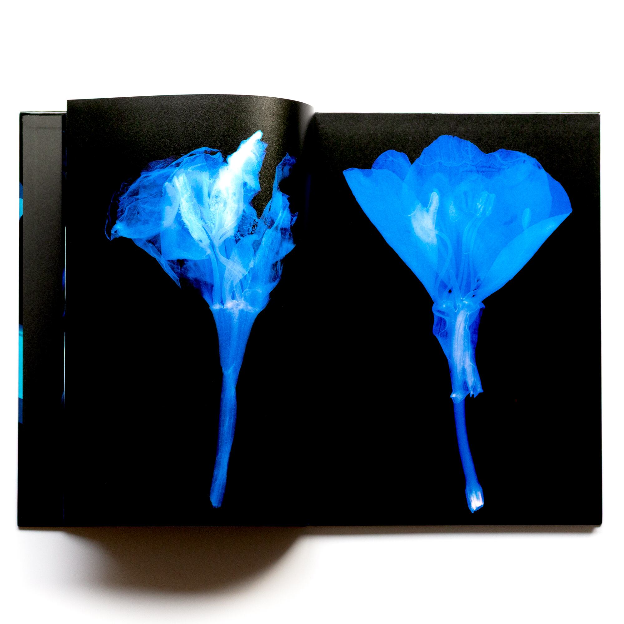 西村陽一郎写真集「青い花」 | みんなのギャラリー｜Minnano Gallery