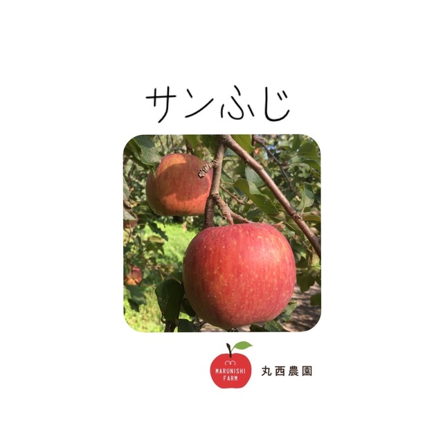 減農薬りんご　さんふじ  家庭用バラ詰 11ｋ　玉数指定不可