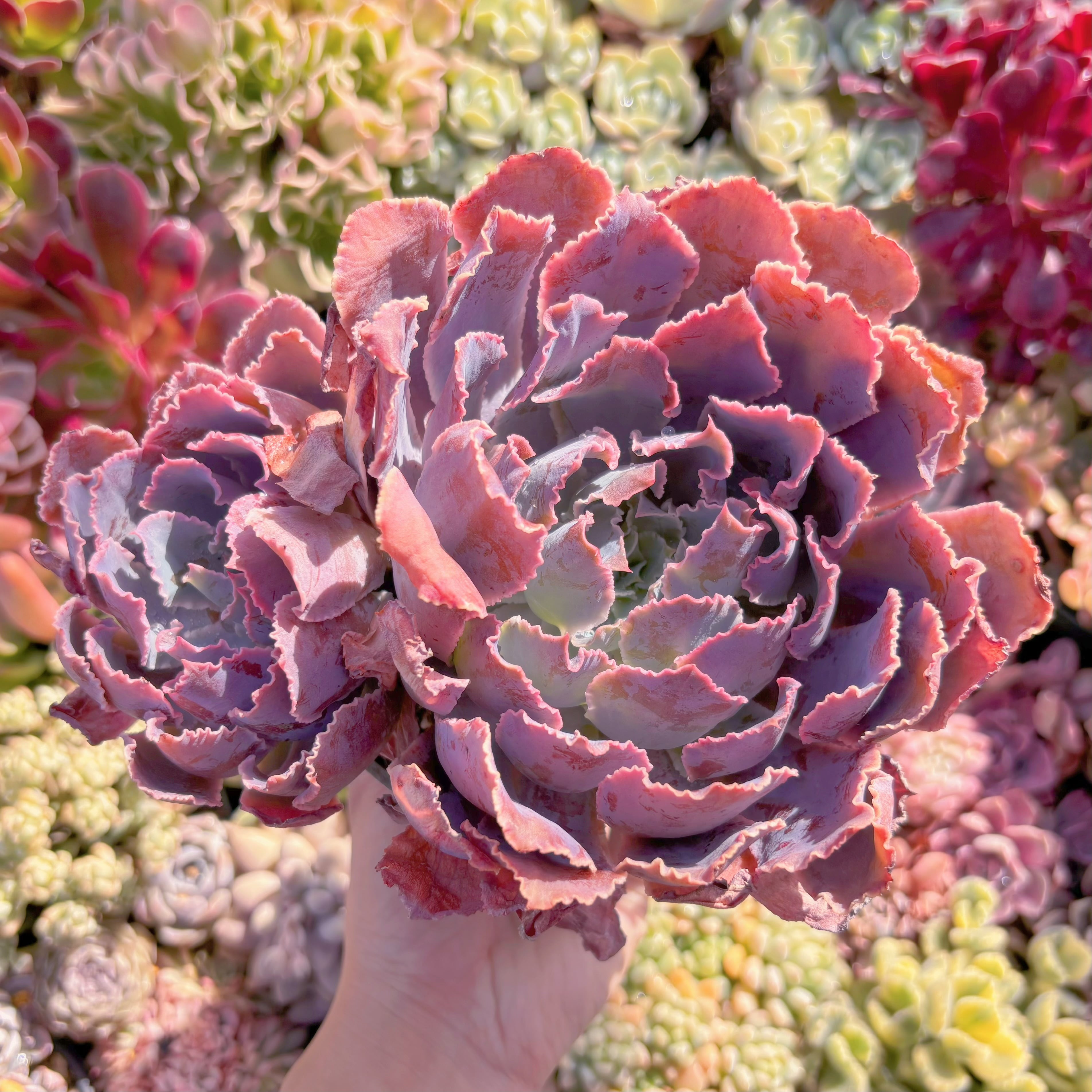 現品　シャビアナ#A25　大群生　るる農園