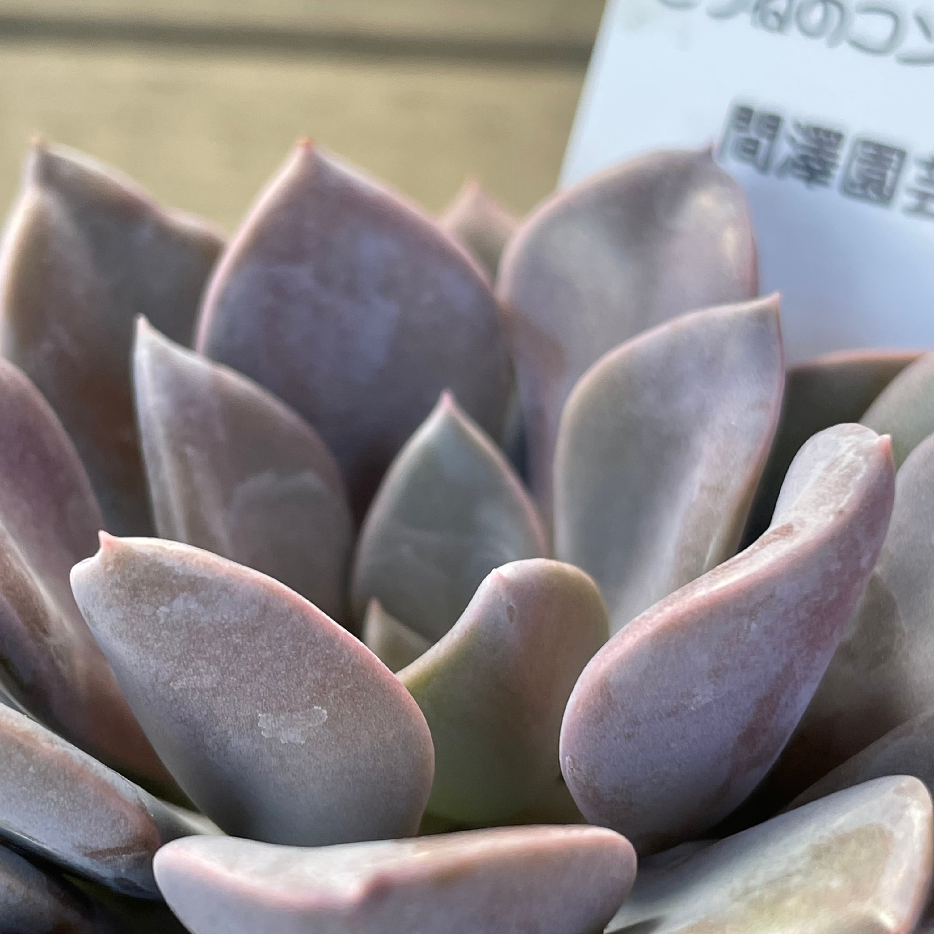 デビー | RuPo 多肉植物専門店