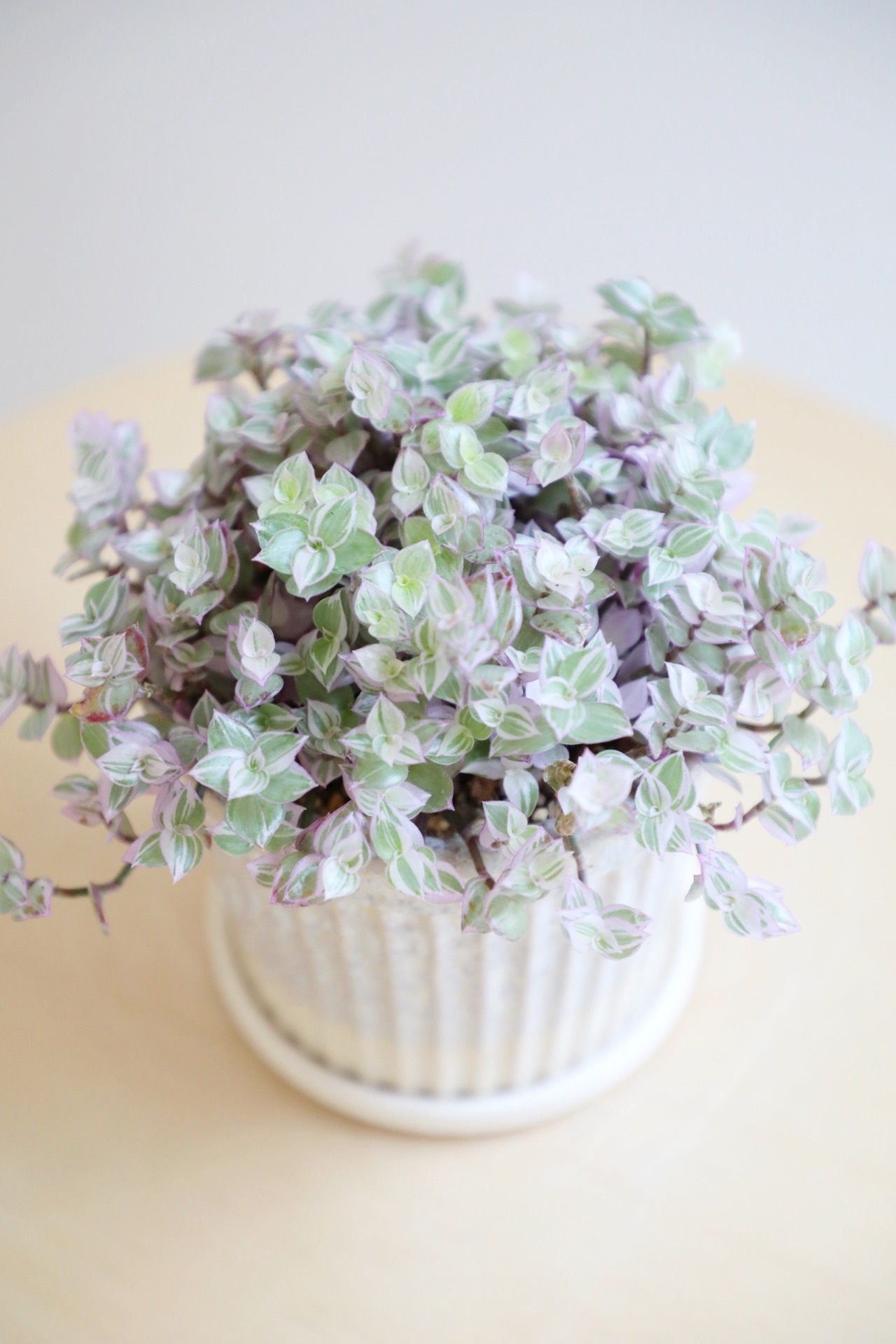 【S】カリシアロザート/Callisia repens