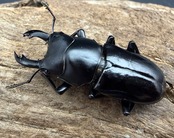 【WD】《カチンコクワガタ 38mm ペア》