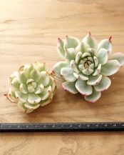 カット苗 チワワエンシス 全周斑 S Echeveria chihuahuaensis 'Yin Yang Variegated'