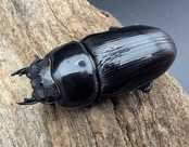 《オオクワガタ 能勢SR血統 54mm ♀単》