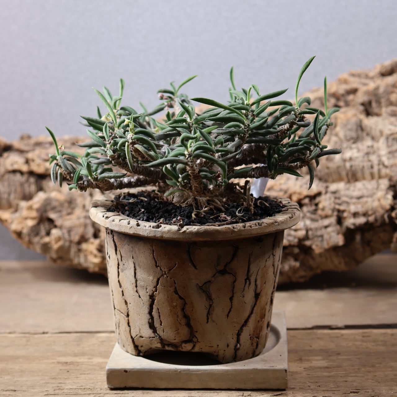 MARX PLANTS | 観葉植物・多肉植物・塊根植物