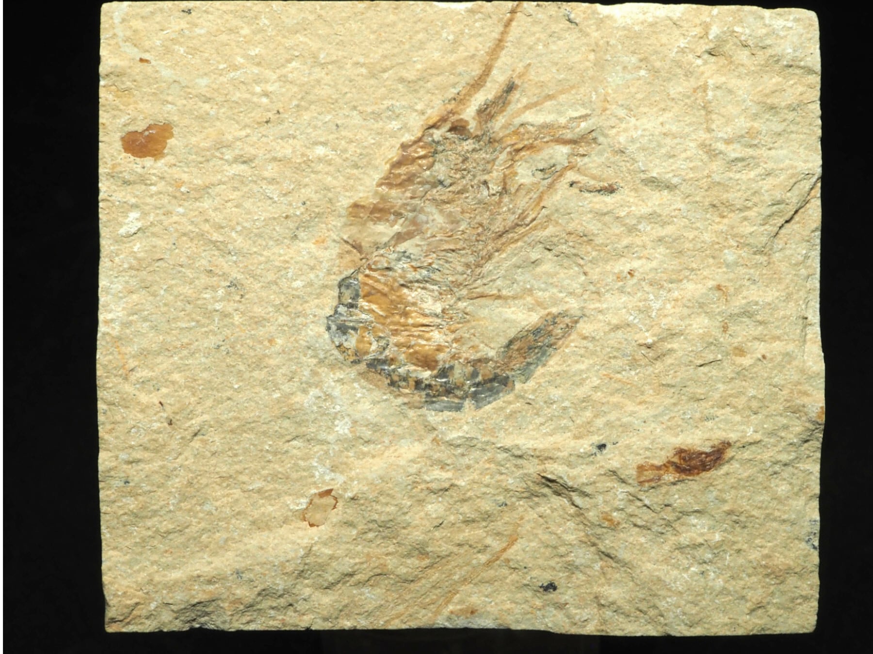 国産化石   海老化石  ２４０７１４－２ 両面！激レア！ロブスター＆エビの化石【Acanthophoenicides