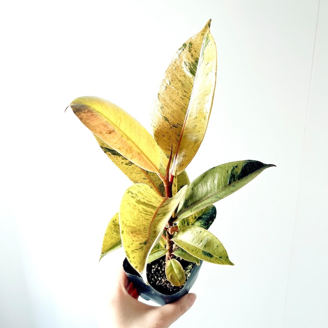 フィカス ジン 繊細で美しい斑入り 観葉植物 calm cafe