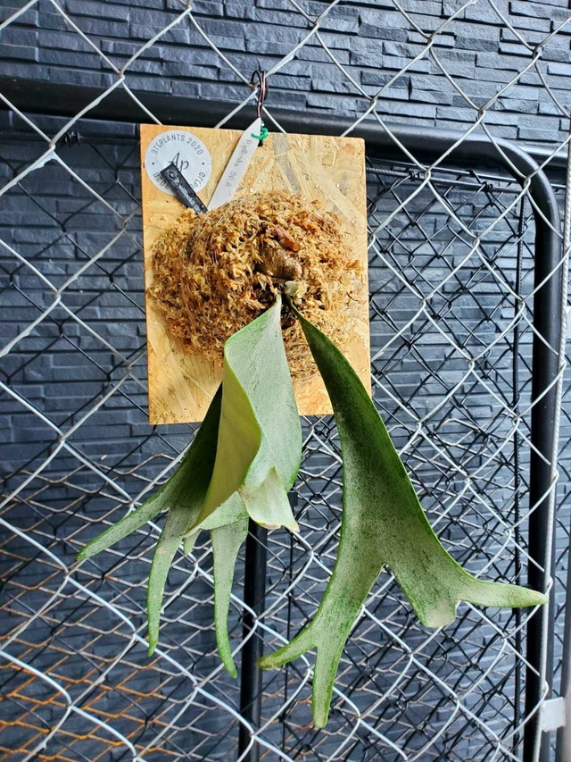 P.Willinckii sp. A 【artPLANTs】ビカクシダ/Platycerium