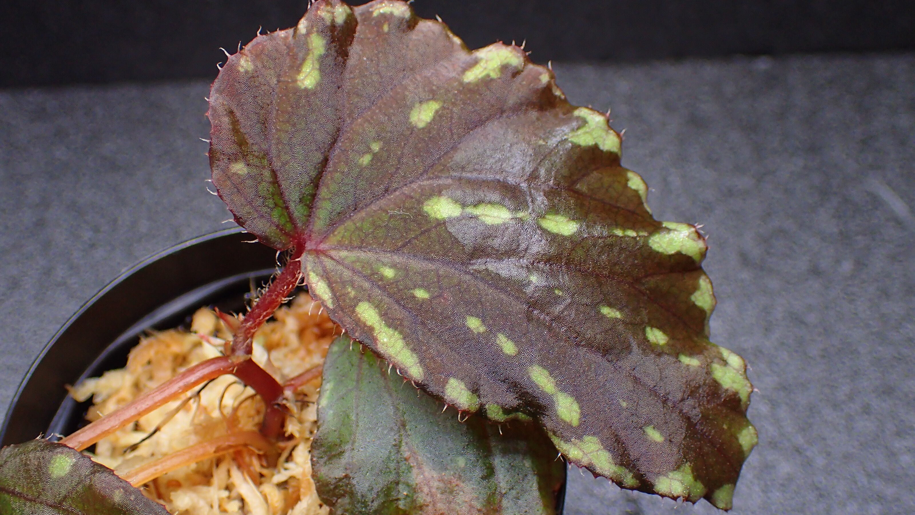 Begonia promethea Bau Sarawak | 熱帯植物 水草