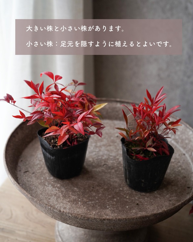 【花苗セット】簡単！南天のシンプルリース苗セット（35cm用）