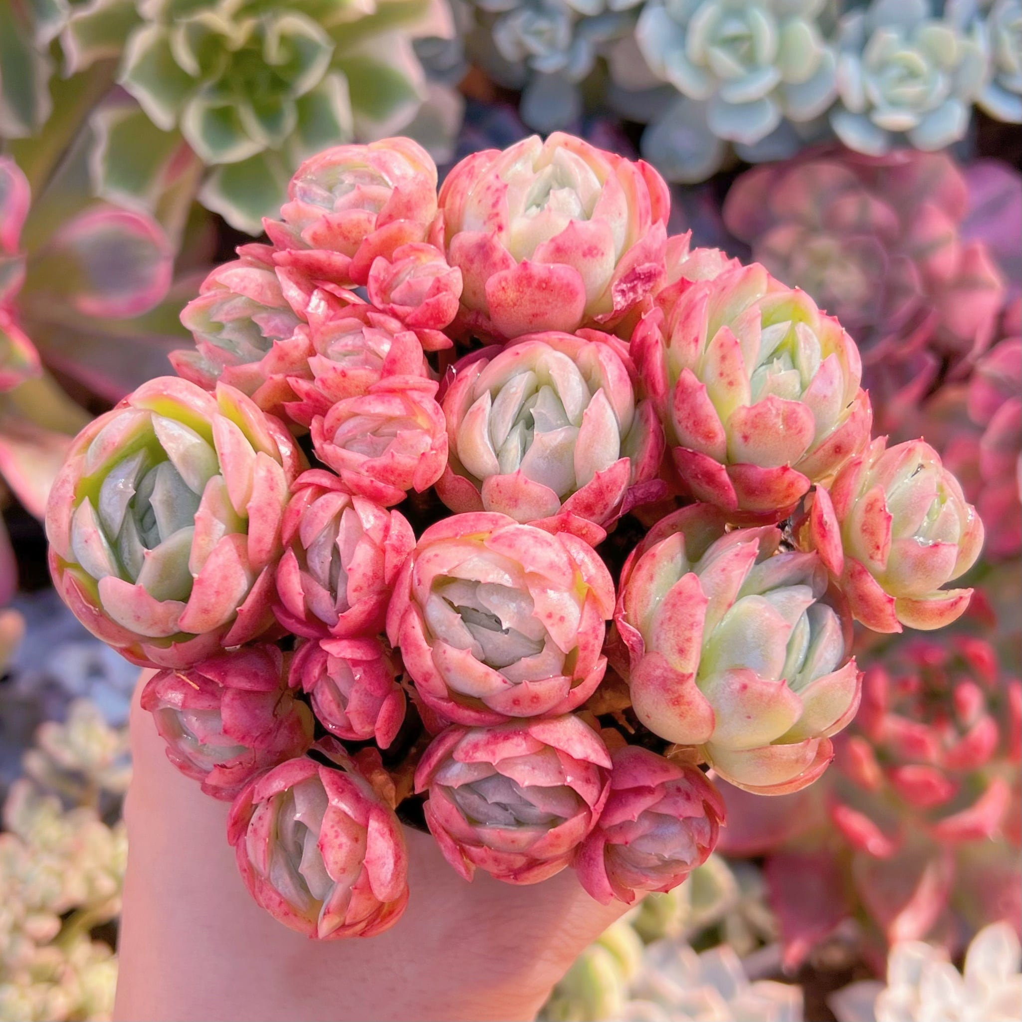 現品　クリームベリー#052　るる農園