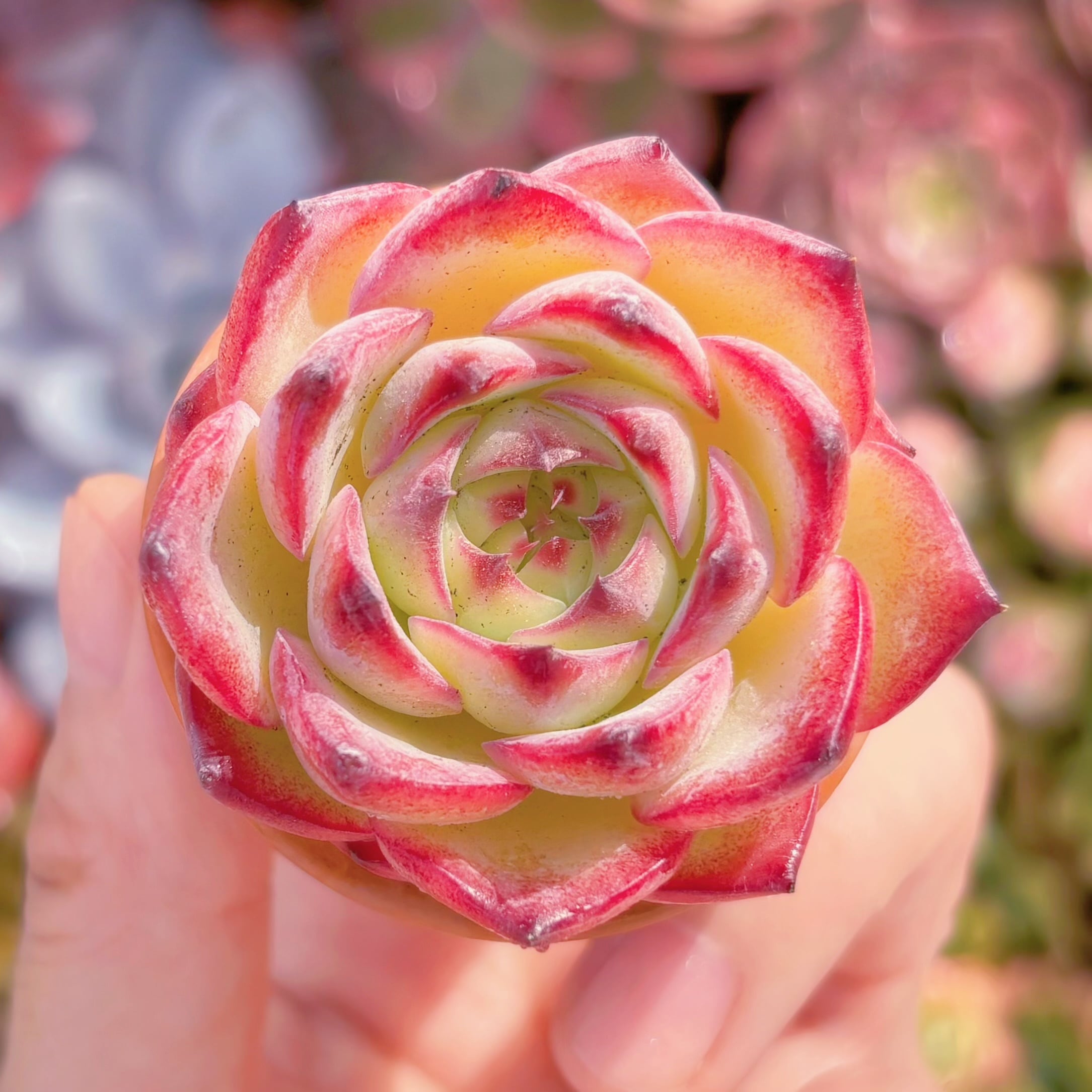 多肉植物　プリドニス クリスマスバンプ　新入荷　るる農園