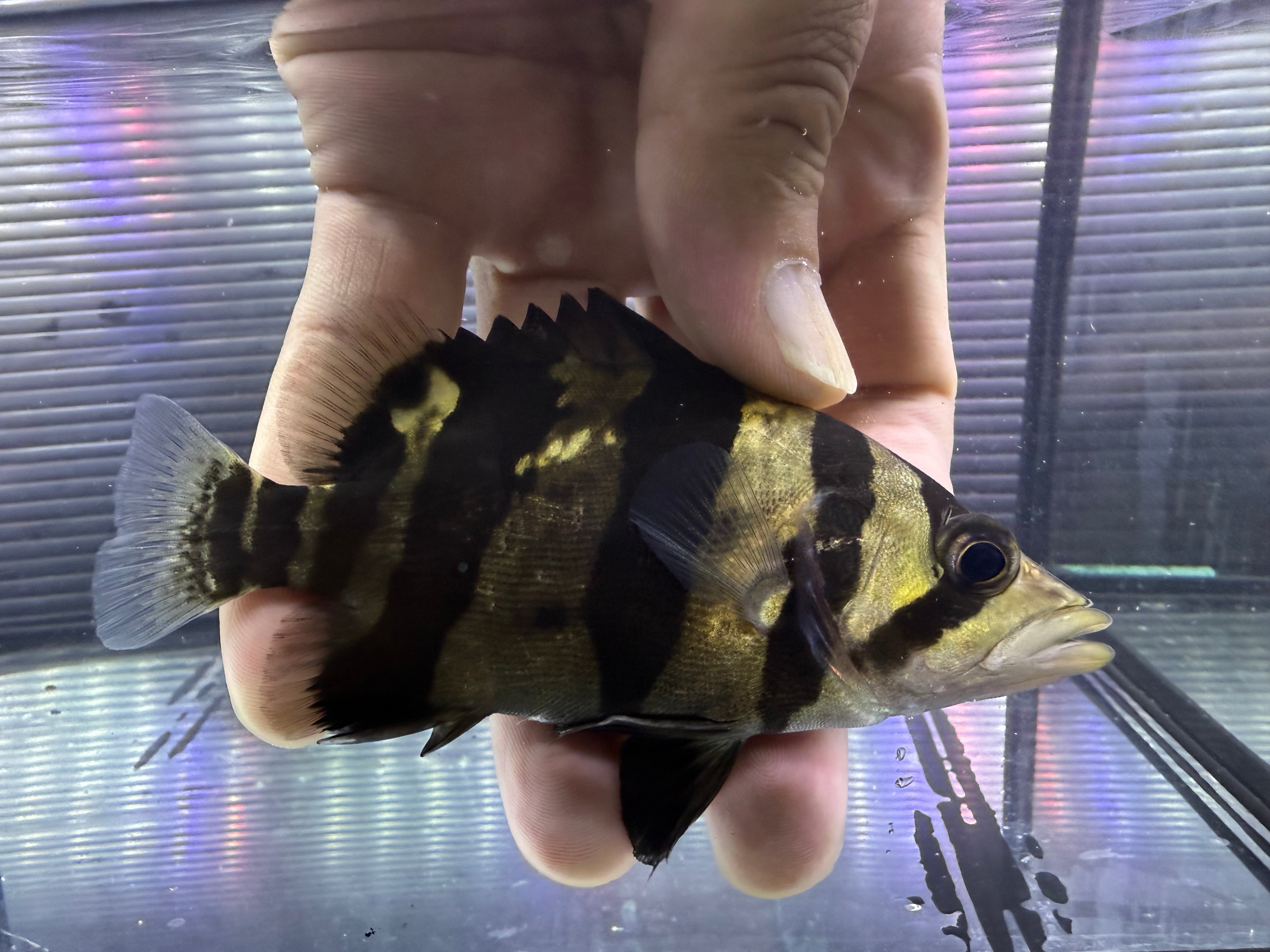 ダトニオリアルバンド ダトニオリアルバンド(ボルネオ)25㎝ | アロワナ等の大型魚・熱帯魚の