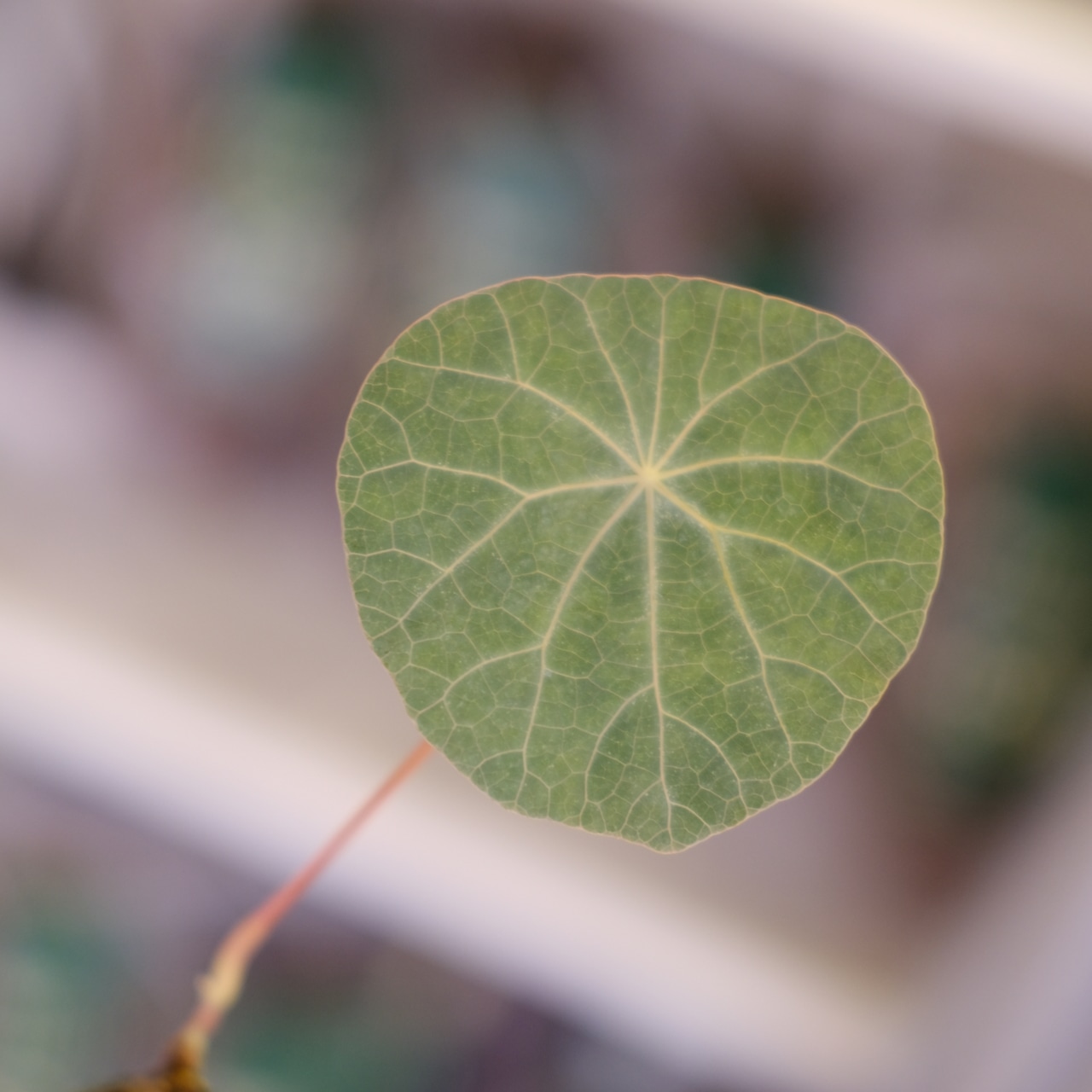 Stephania kaweesakii│ステファニア カウィーサキー④│観葉植物