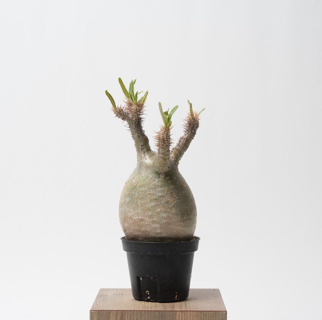 パキポディウム グラキリス no.14〈発根済み〉