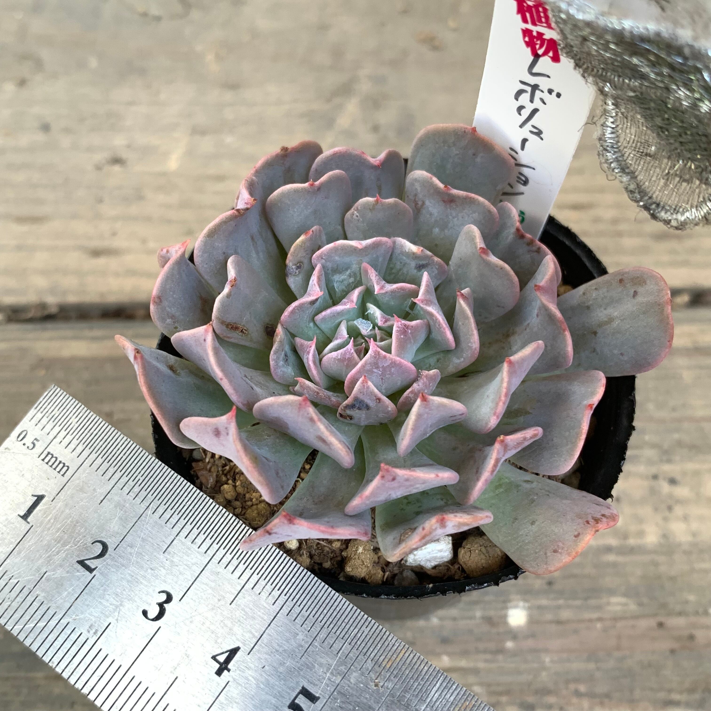レボリューション | RuPo 多肉植物専門店