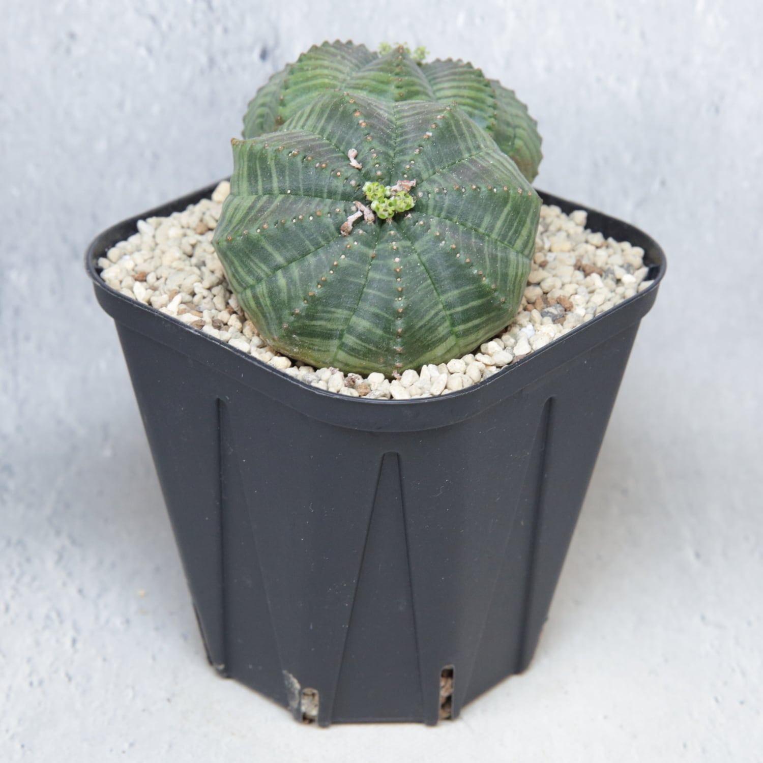 メス株 大株 約9cm ダブルヘッド オベサ / 良形株 木質化