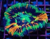 【現地買付】Scolymia MasterGrade