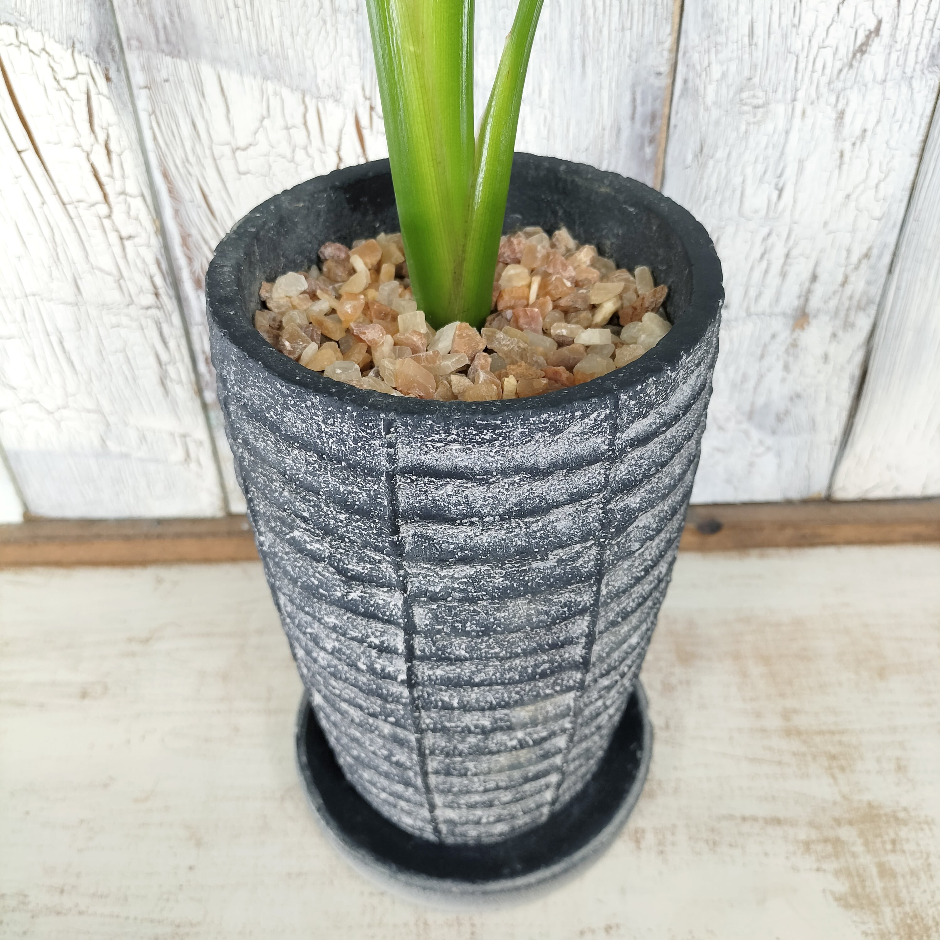 ストレリチア オーガスタ 観葉植物 | 陽華園