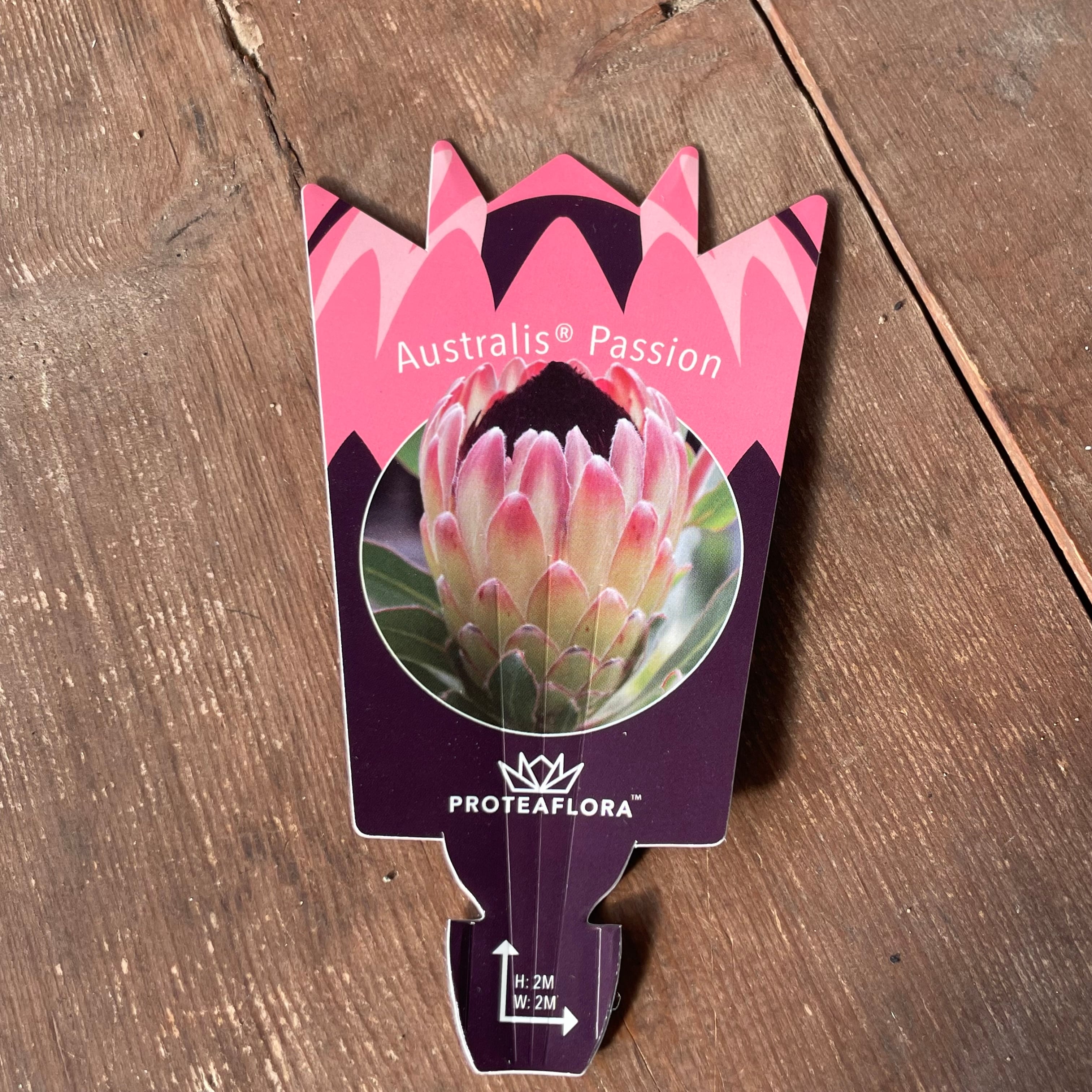 プロテア オーストラリスパッション 送料込み | WILDFLOWERS STORE