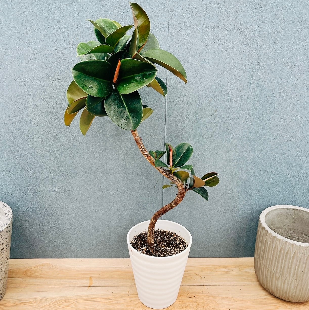 ［現品］B4 アロエディコトマ　6号　観葉植物　室内　屋外　おしゃれ　多肉植物 現品］B4 アロエ ディコトマ 6号 観葉植物 室内 屋外 おしゃれ 多肉