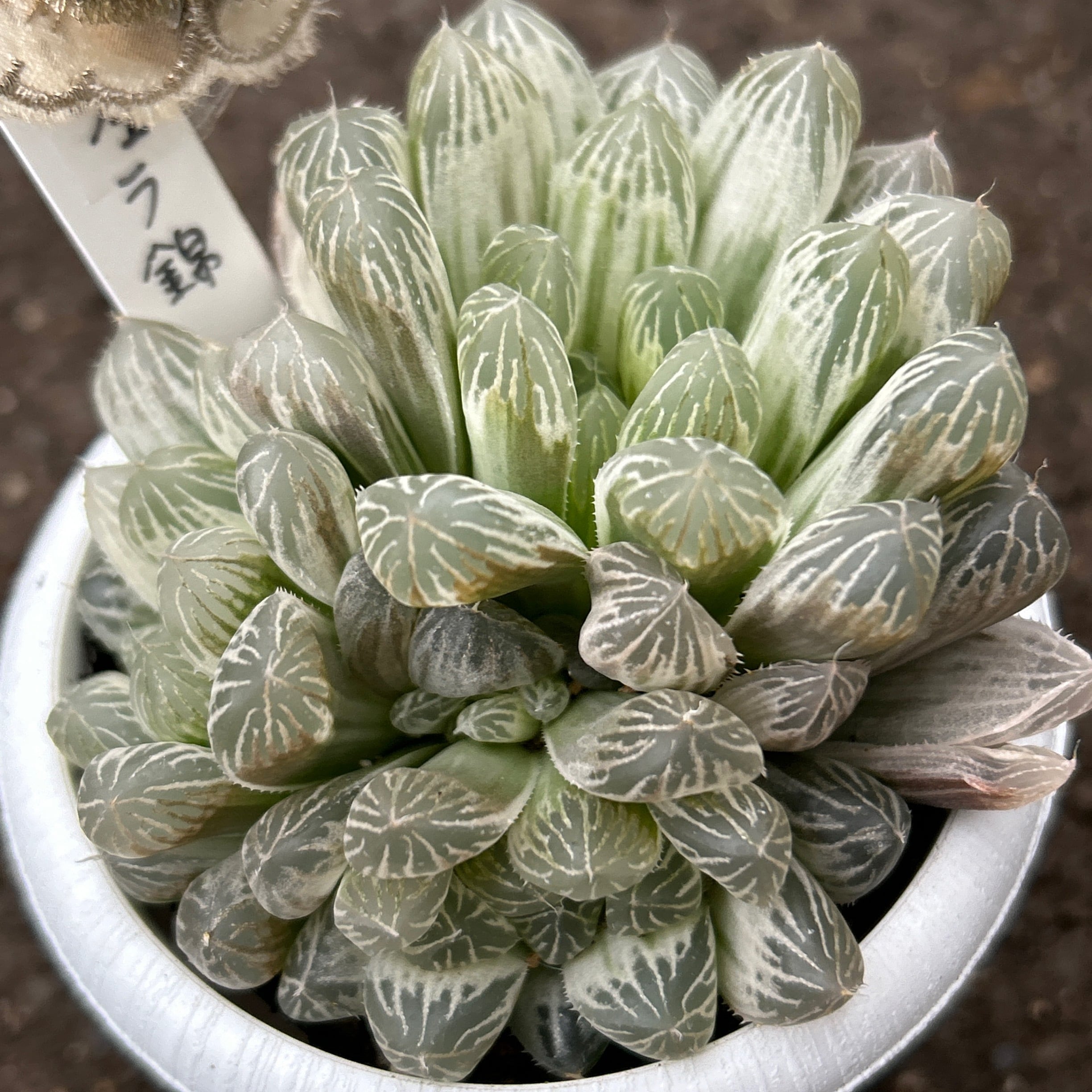 ピリフェラ錦 ハオルチア | RuPo 多肉植物専門店