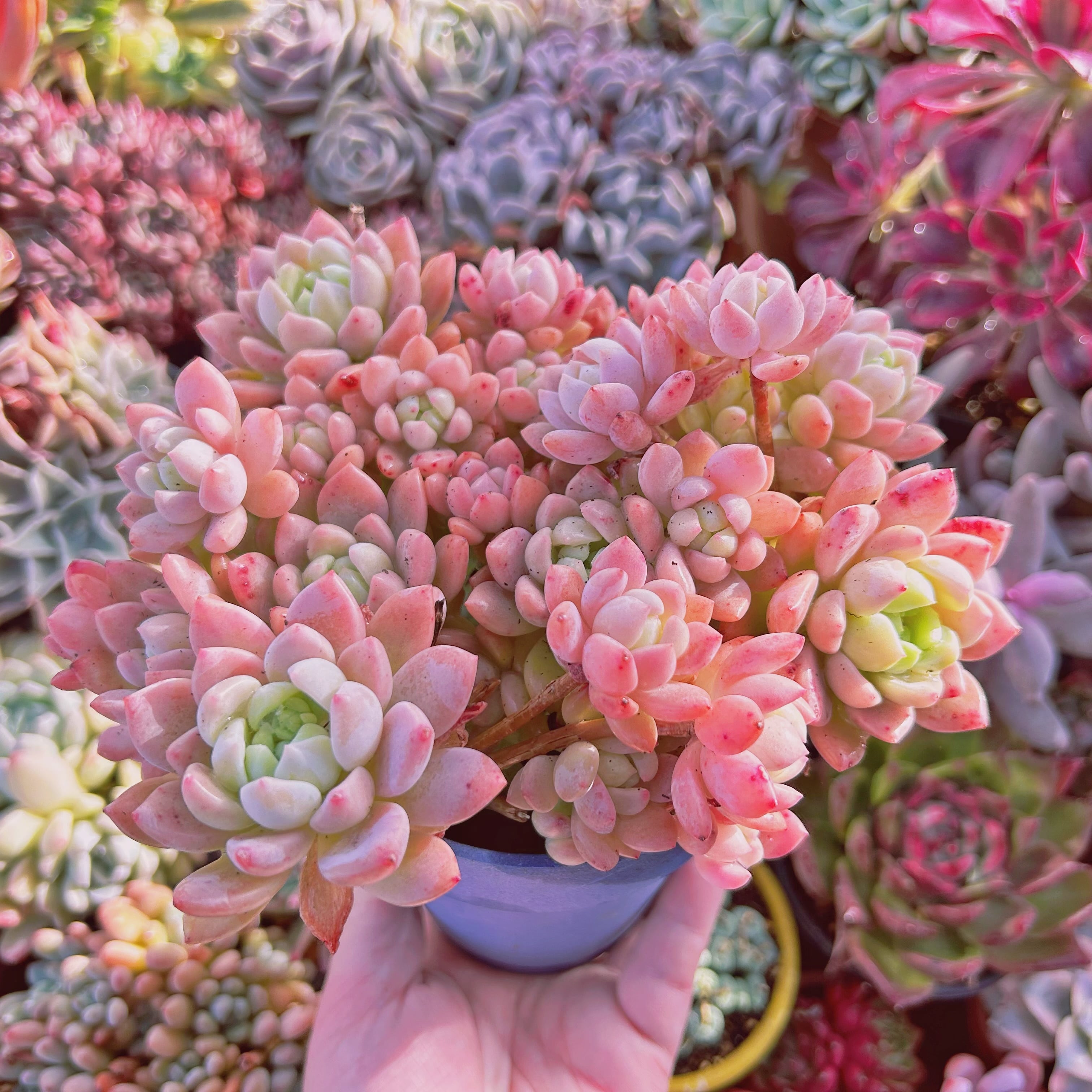 214現物 多肉植物 プロリフェラxラウル 特大 | るる農園~多肉植物専門