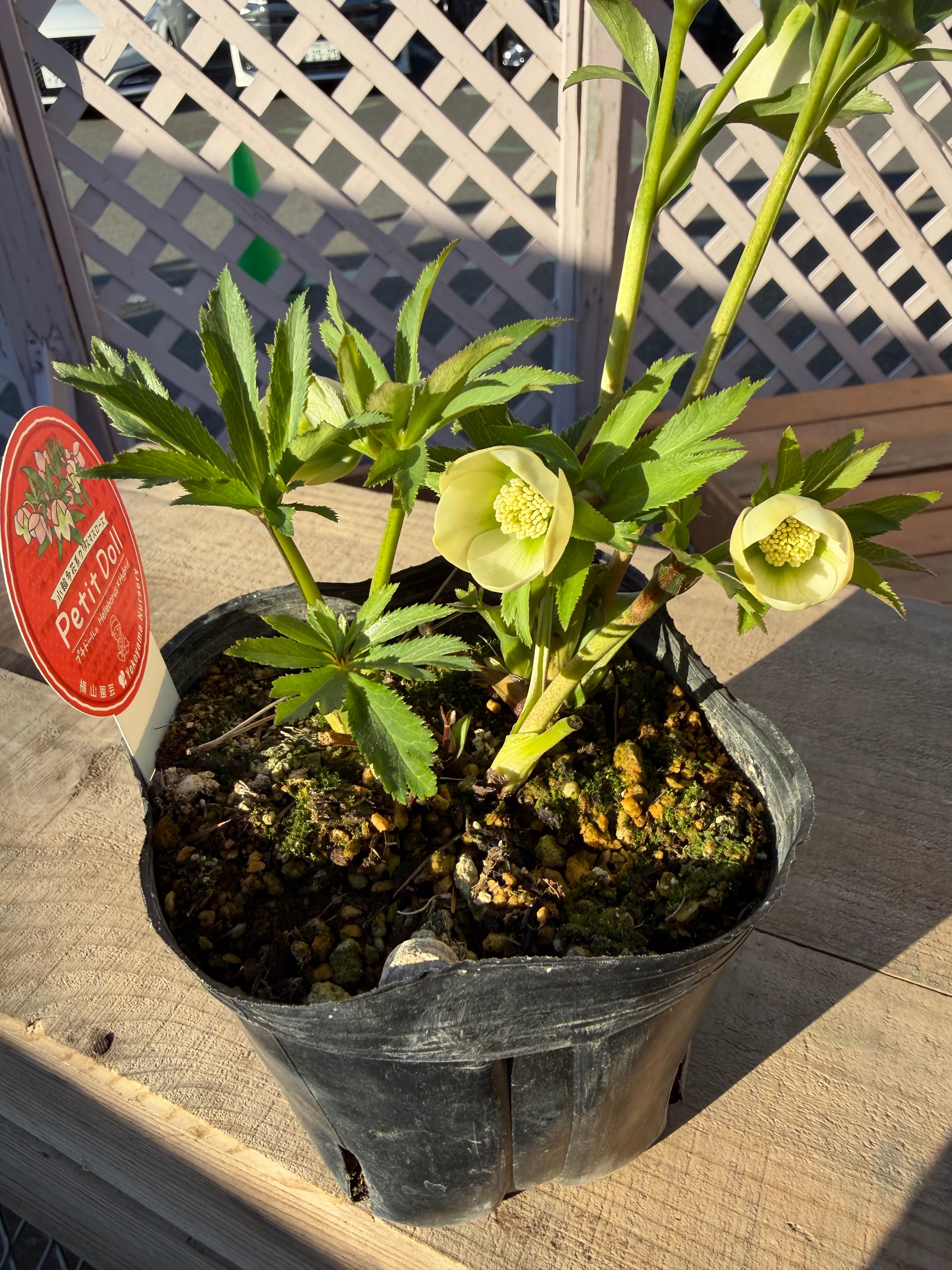 プチドール ホワイト 横山園芸 クリスマスローズ【Yo06】送料無料