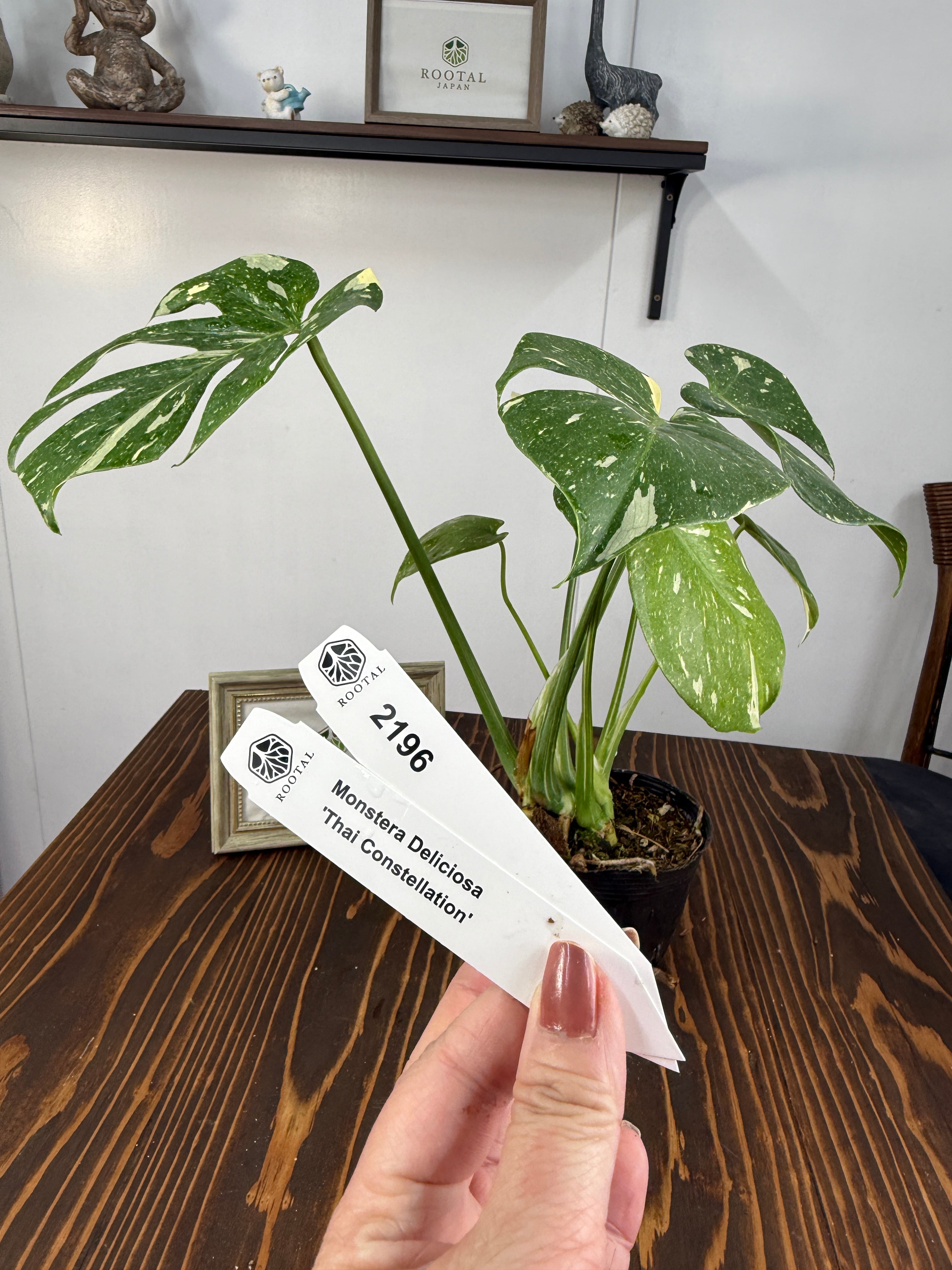 モンステラ | ROOTALPLANTS