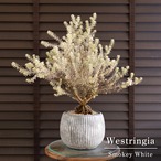 根上がり ウエストリンギア スモーキーホワイト 斑入り 6号 陶器鉢 0412SB