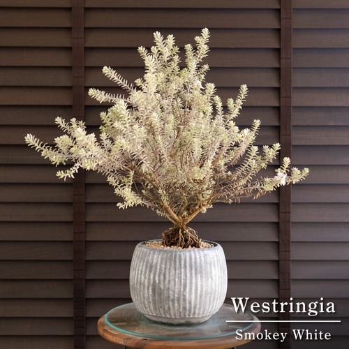 根上がり ウエストリンギア スモーキーホワイト 斑入り 6号 陶器鉢 0412SB
