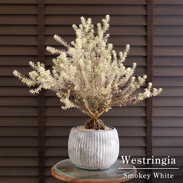 古木 オリーブの木 盆栽 Olive Manzanillo マンザニロ オリーブ 7号 陶器鉢 0412NV