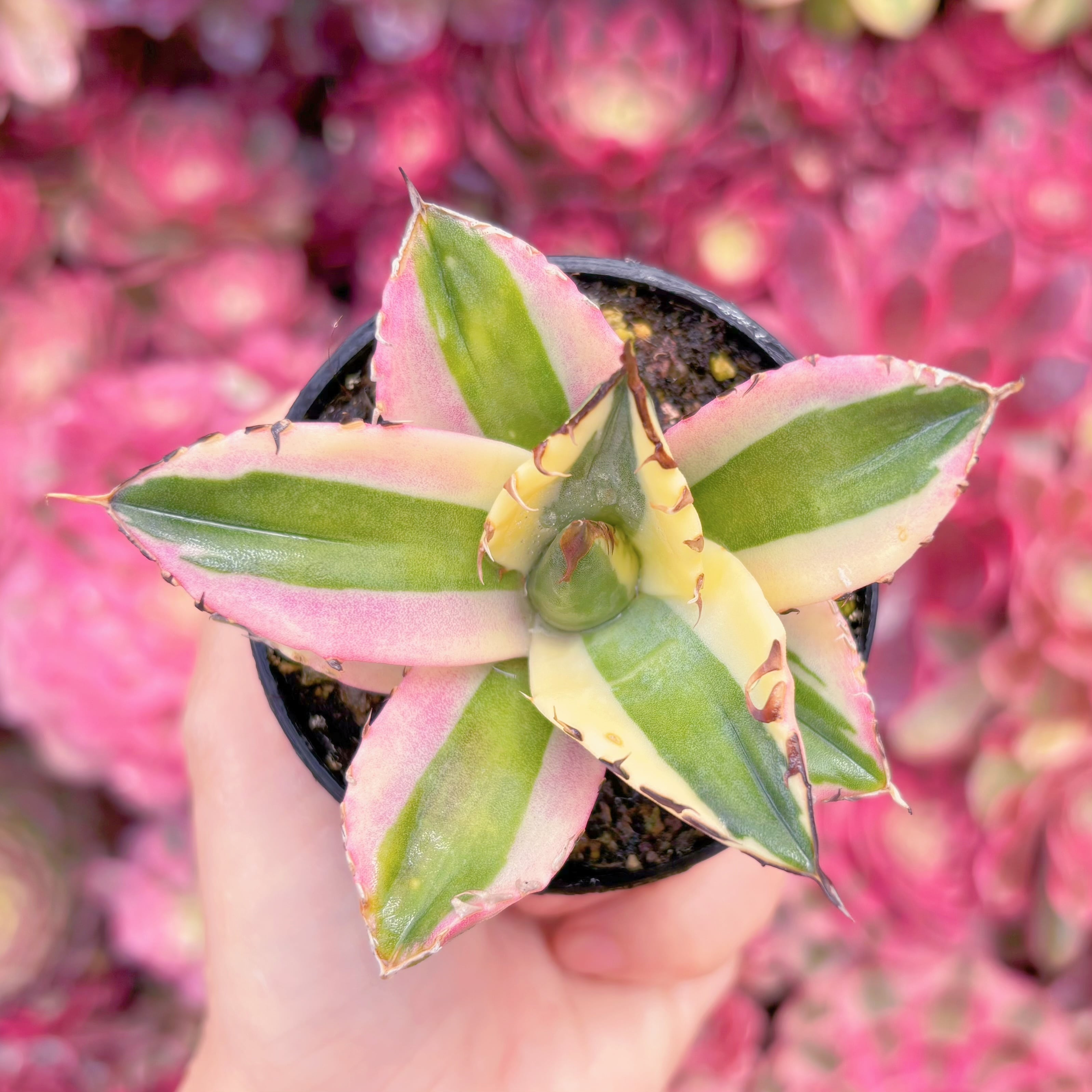 現品　スナグルトゥース錦#3015　新入荷　るる農園