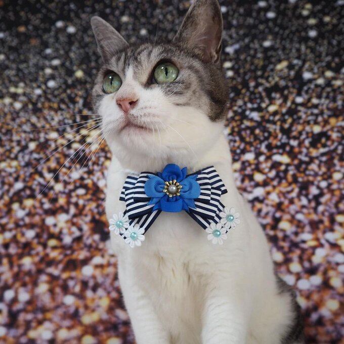 犬猫チョーカー 小サイズ しましま ライトブルー リボン 犬用 猫用