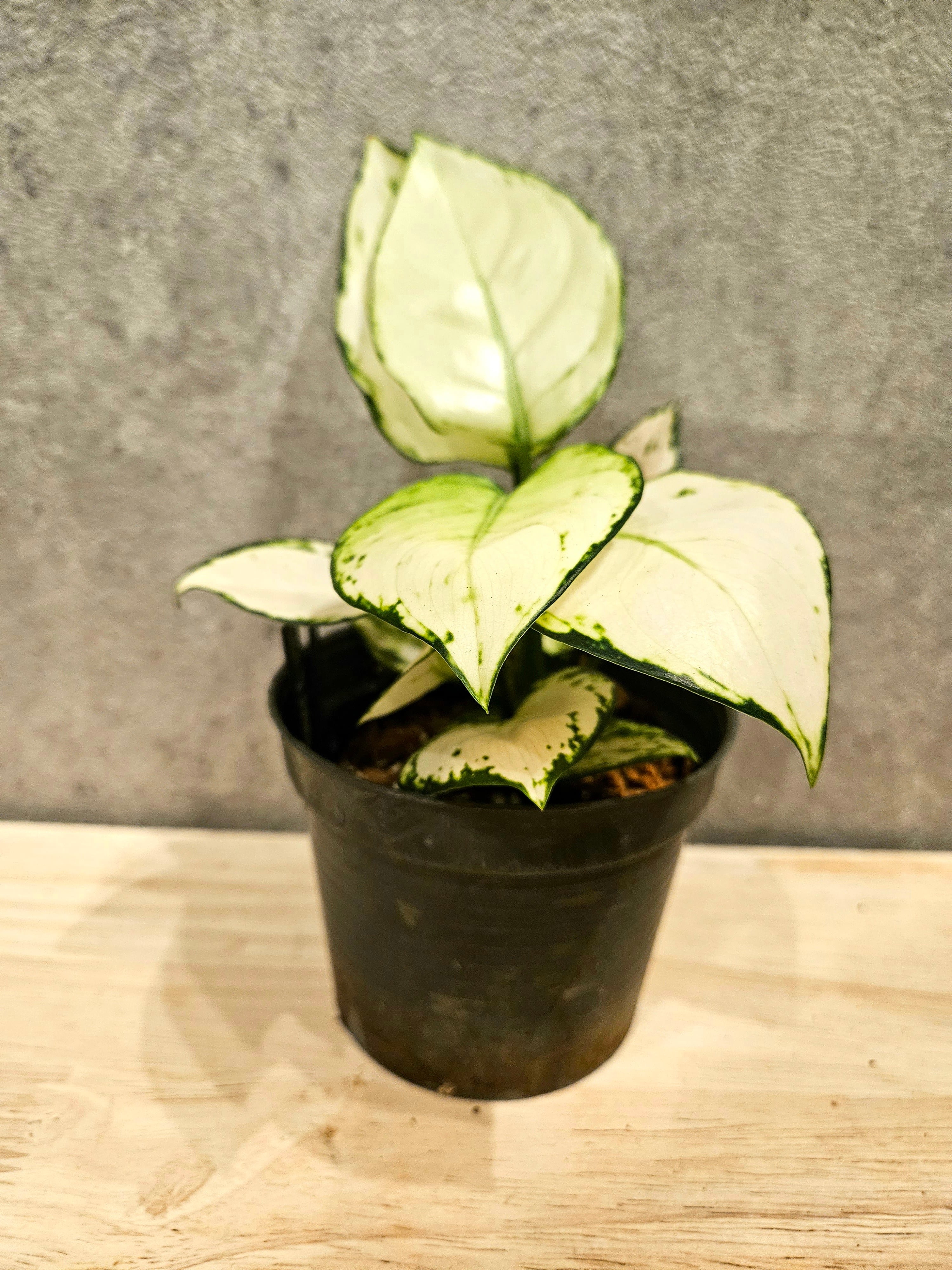 アガベチタノタ agave titanota white devil 白悪魔 アガベチタノタ agave titanota white devil 白悪魔
