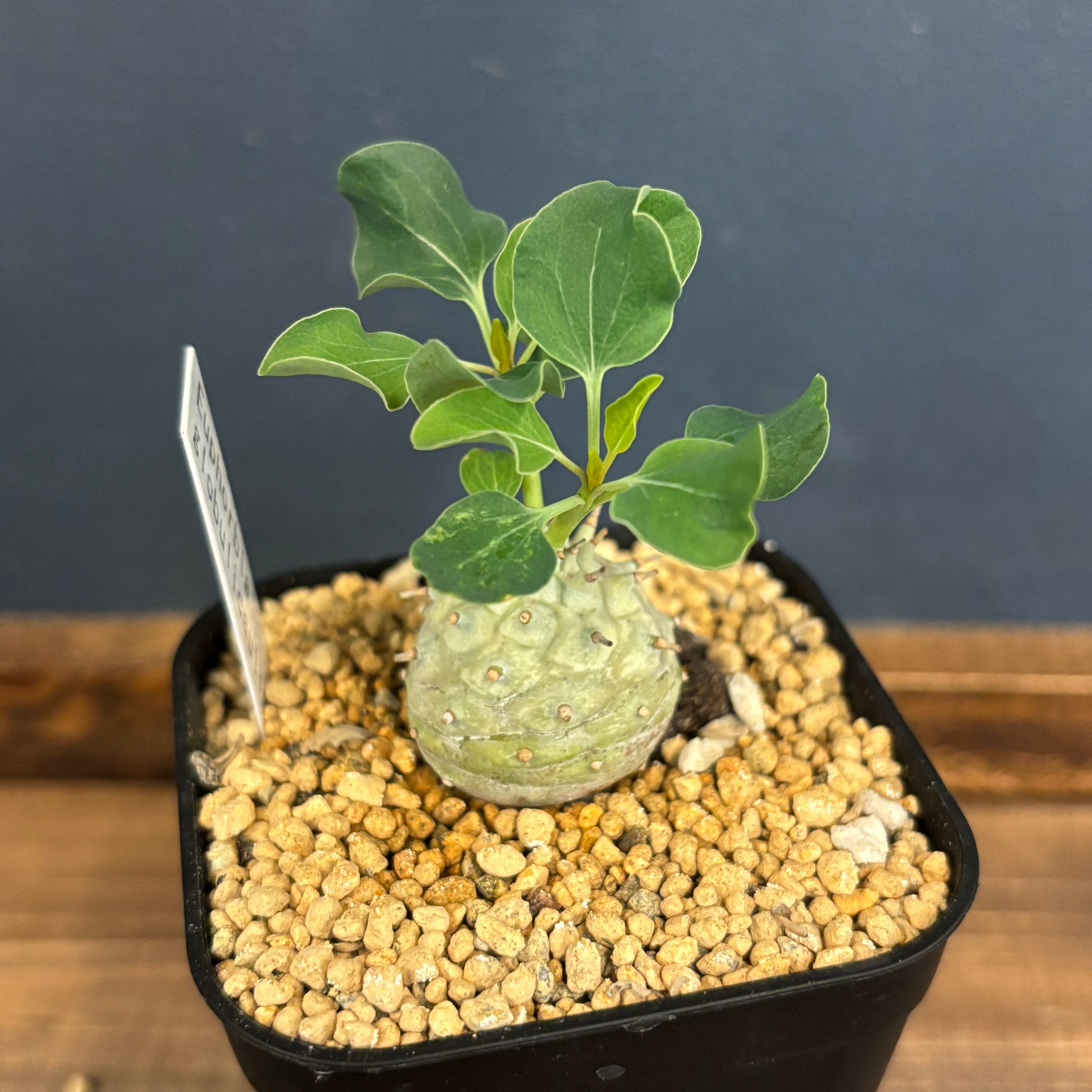 ユーフォルビア ハドラマウチカ 種子10粒 ユーフォルビア ハドラマウチカ 種子10粒 ユーフォルビア