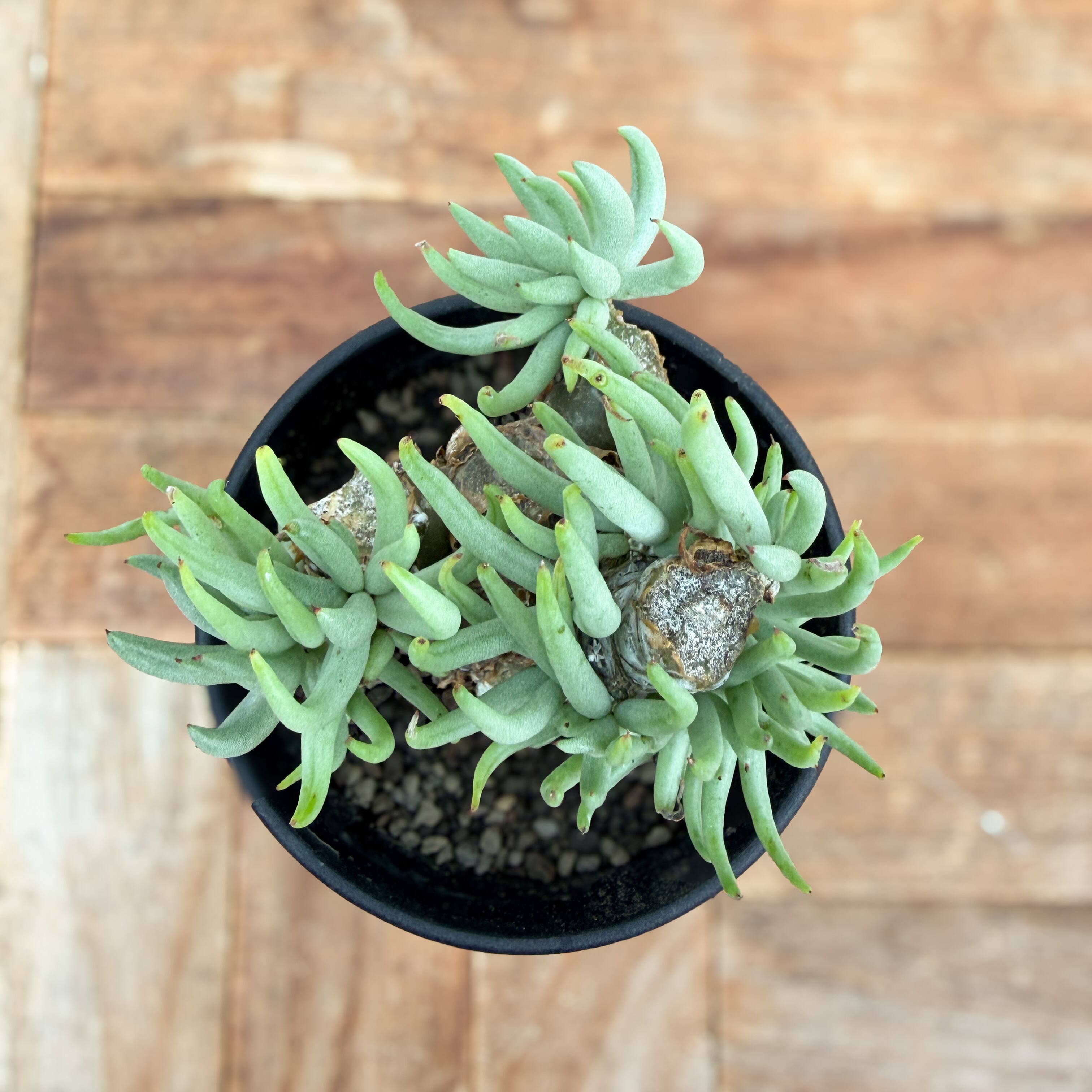 Tylecodon pearsonii【チレコドン・ペアルソニー・実生】 | RIMO'S