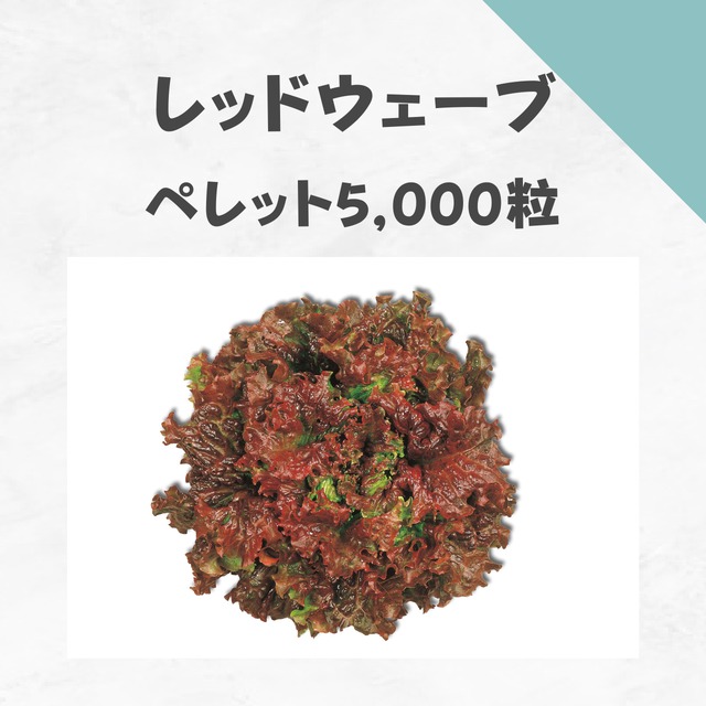 レッドウェーブ　レタス種子・ペレット5,000粒