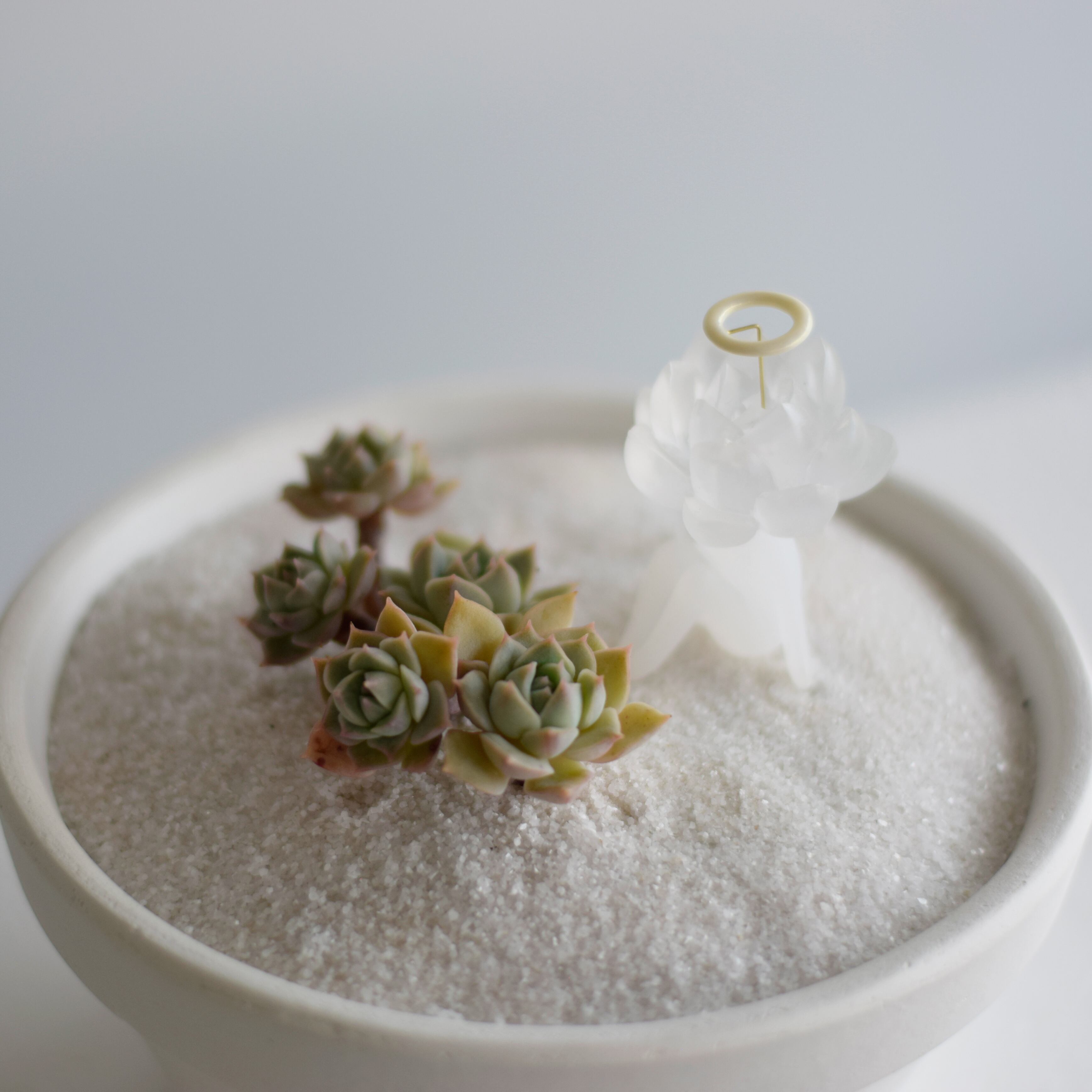 サキュレント（多肉植物）とサキュ天使 | Sabotensi